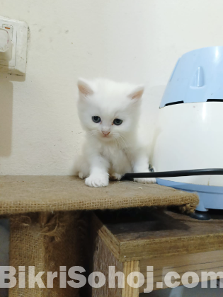 Persian cat